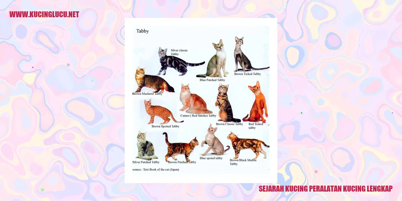 Kucing dengan peralatan kucing