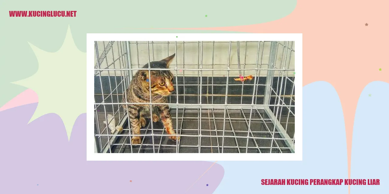 Gambar Kucing Perangkap Kucing Liar