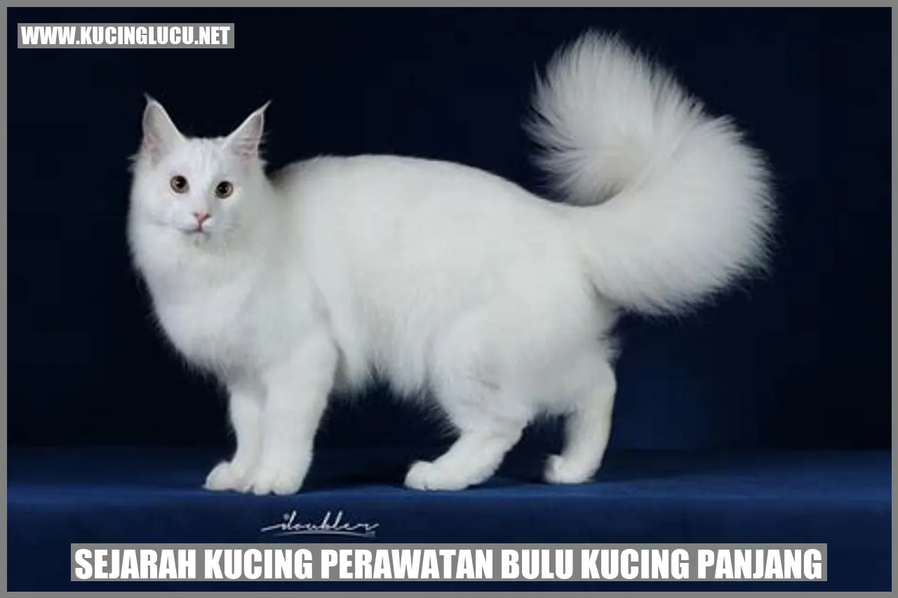 gambar kucing berkucing dengan bulu lebat