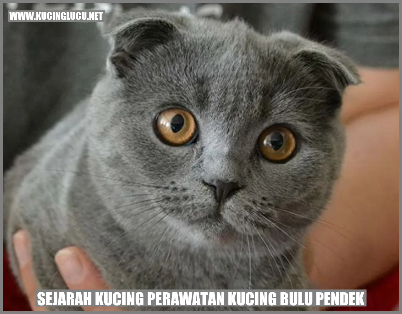 Gambar Kucing Bulu Pendek