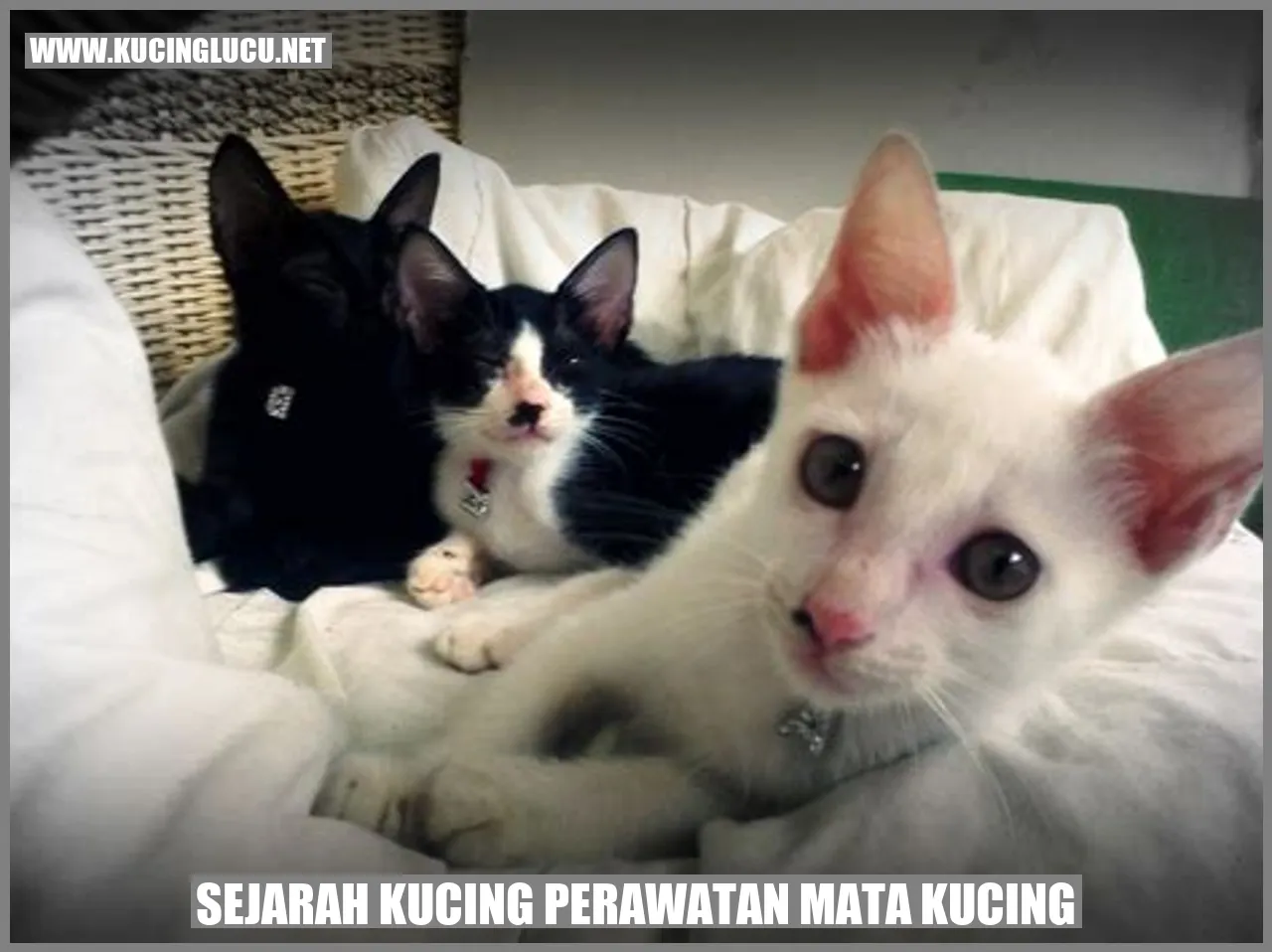 Ilustrasi Kucing