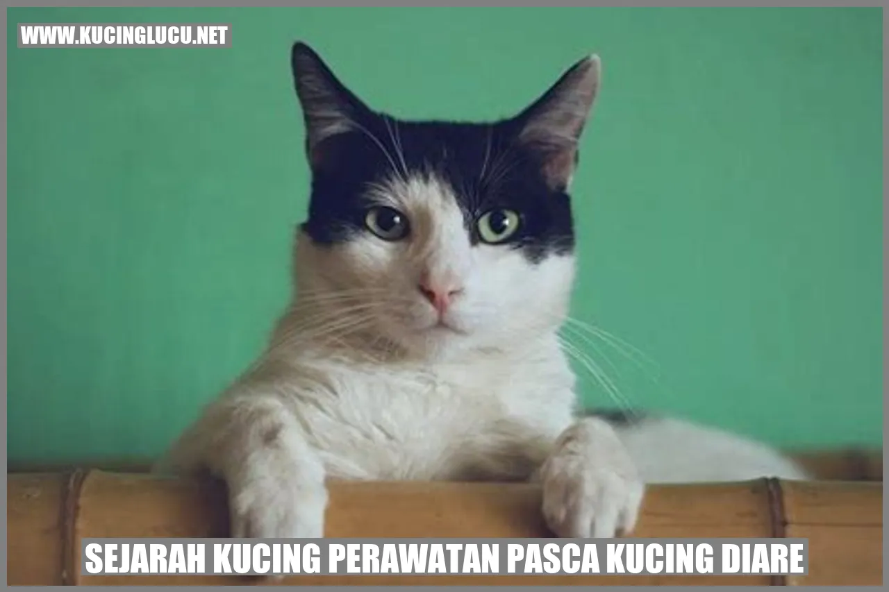 Sejarah Kucing Perawatan Pasca Kucing Diare