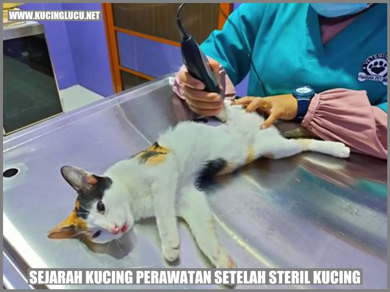 Sejarah Kucing perawatan setelah steril kucing