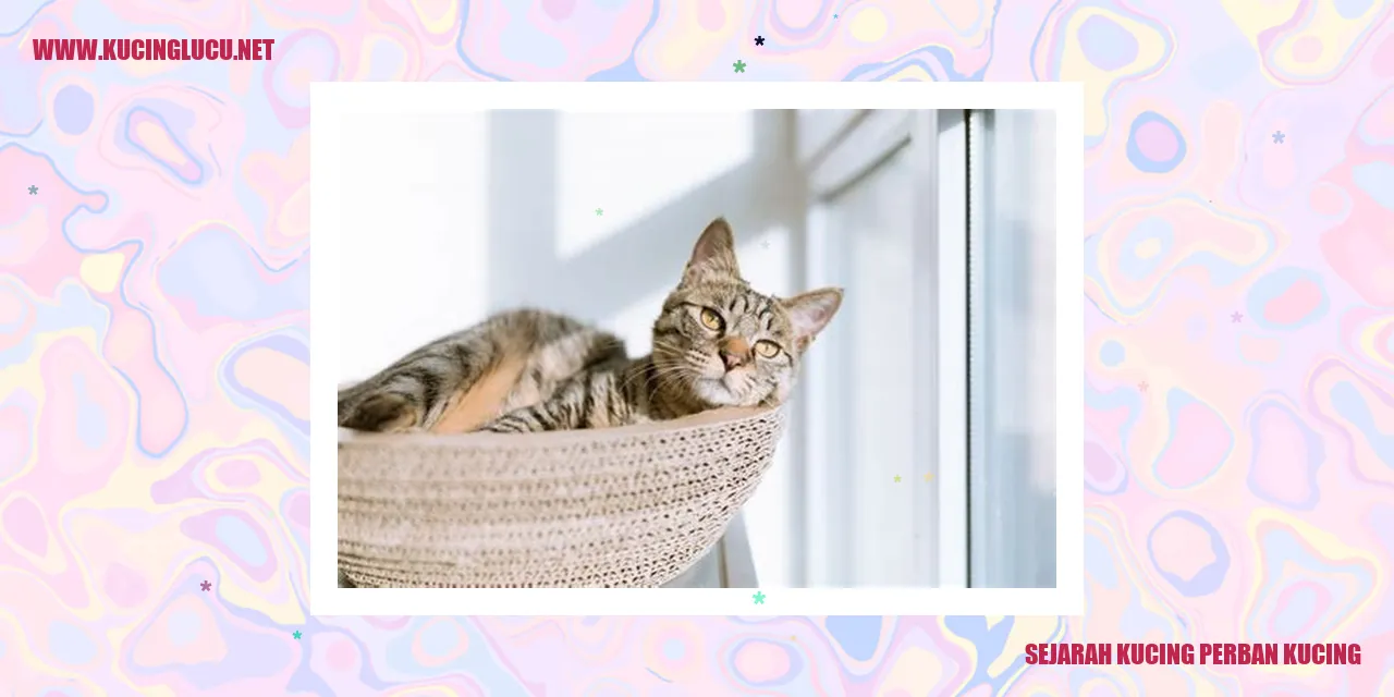 Gambar Kucing Perban Kucing