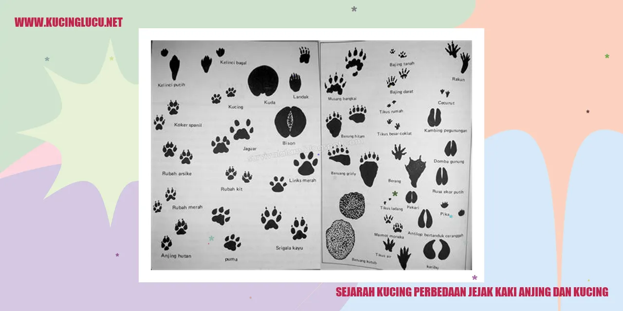 Gambar Kucing