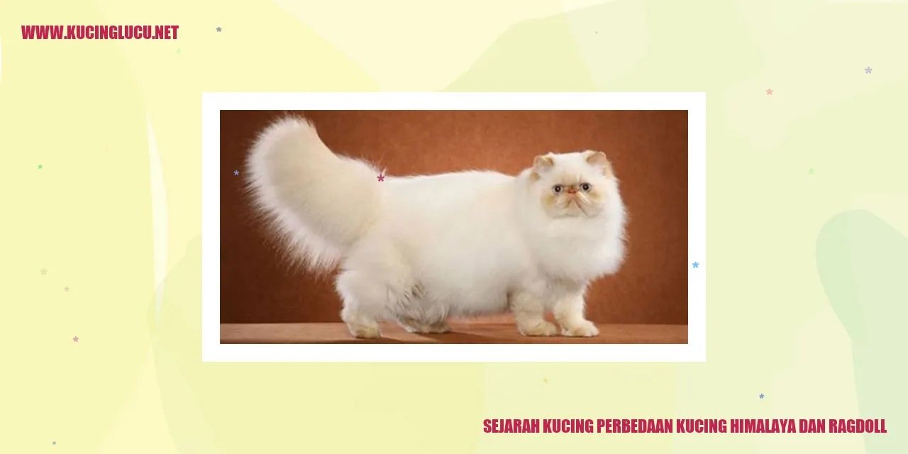 Gambar kucing himalaya dan ragdoll