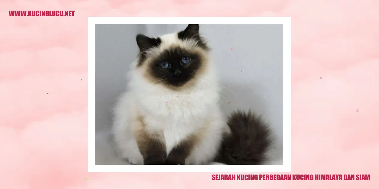 Gambar Sejarah Kucing dan Perbedaan Kucing Himalaya dan Siam