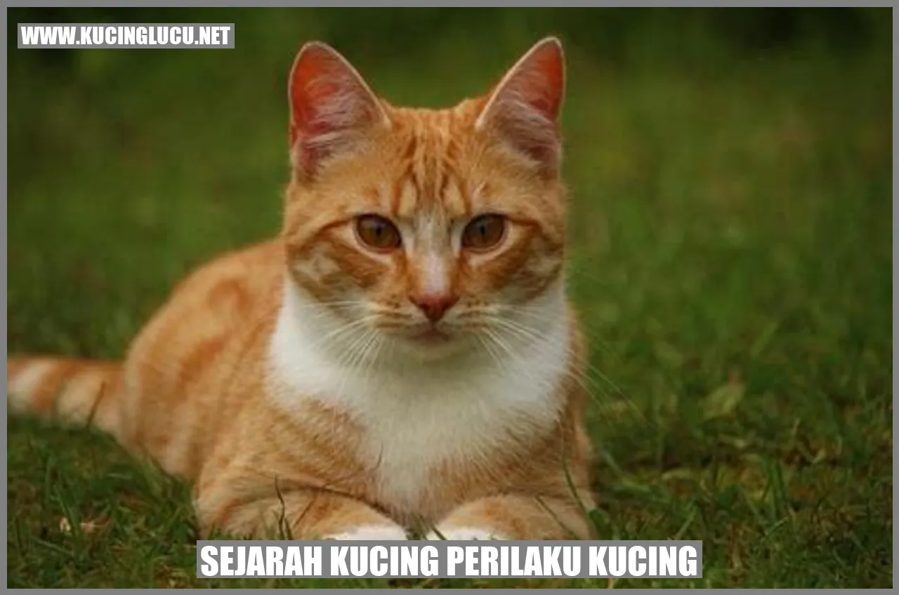 Seekor kucing sedang asyik bermain