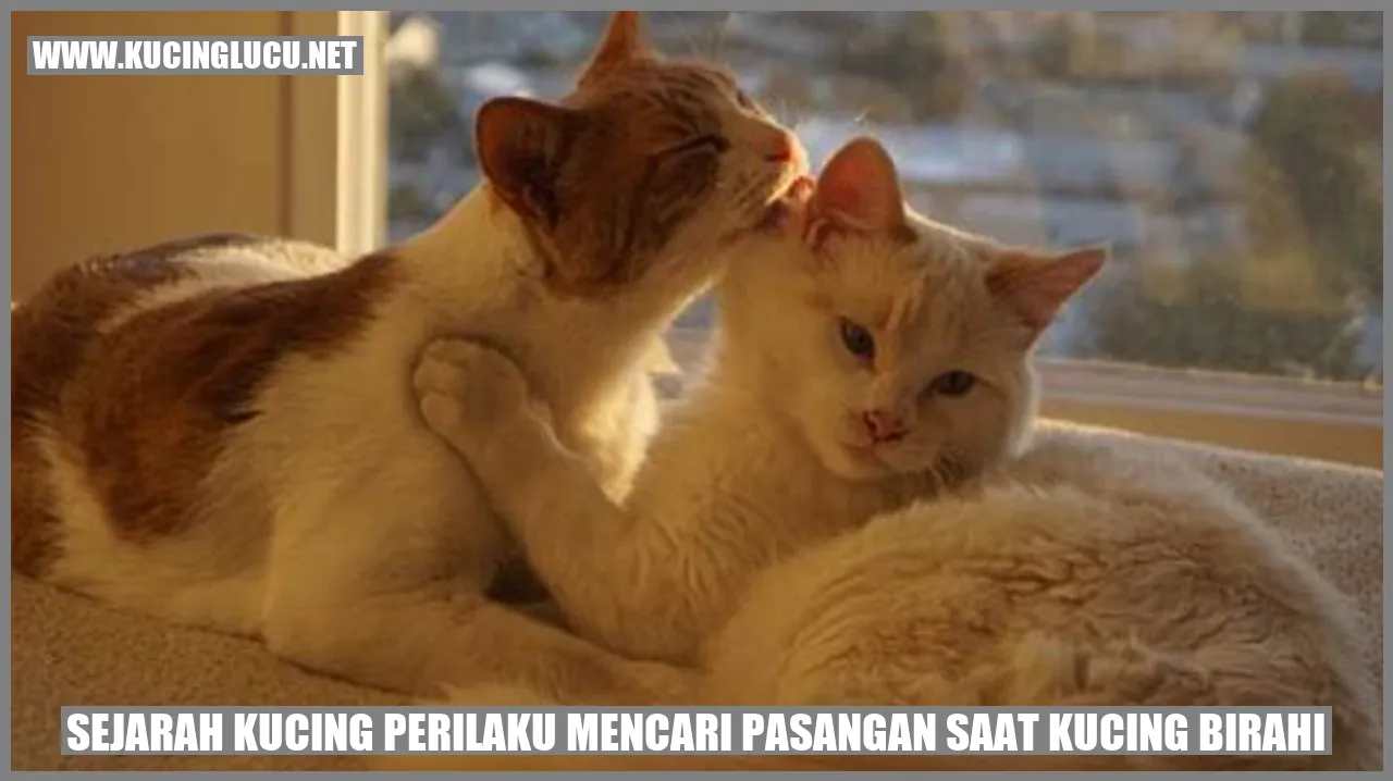 Gambar kucing sedang mencari pasangan
