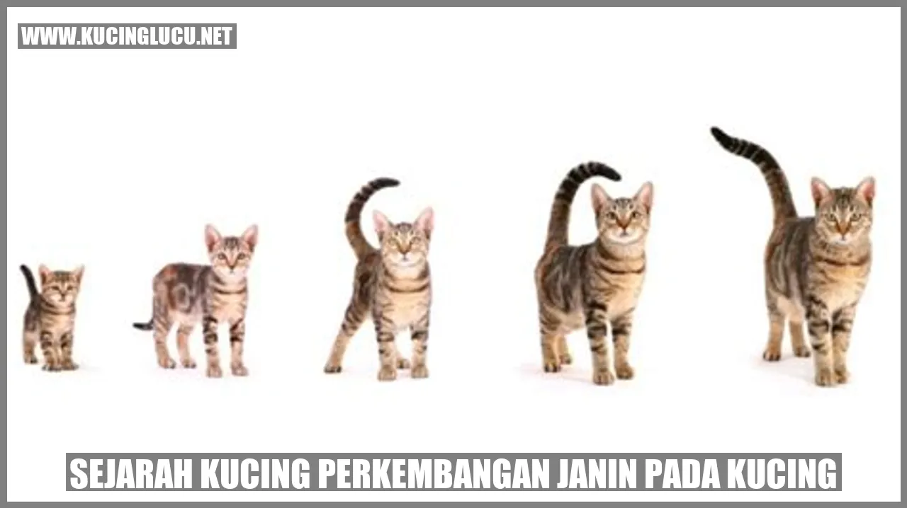 Sejarah Kucing perkembangan janin pada kucing