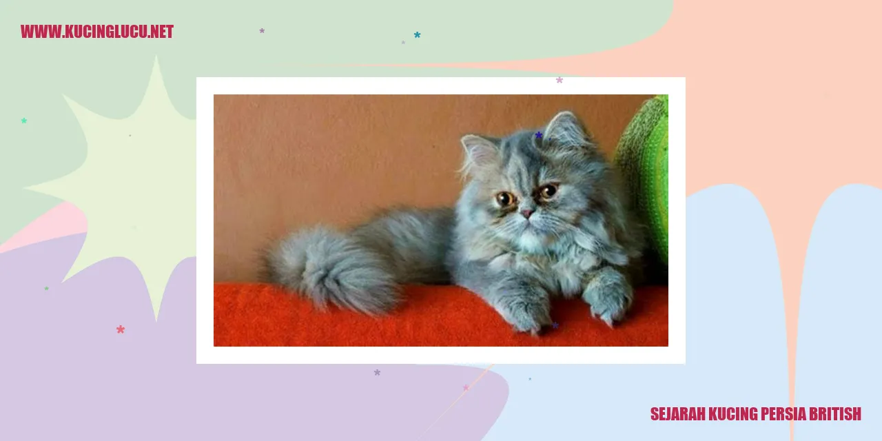 Gambar Kucing Persia British
