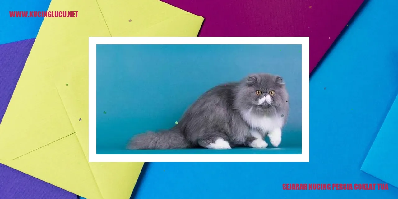 Kucing Persia Coklat Tua