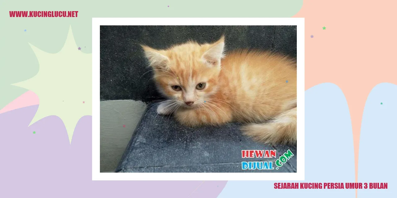 Kucing Persia Umur 3 Bulan