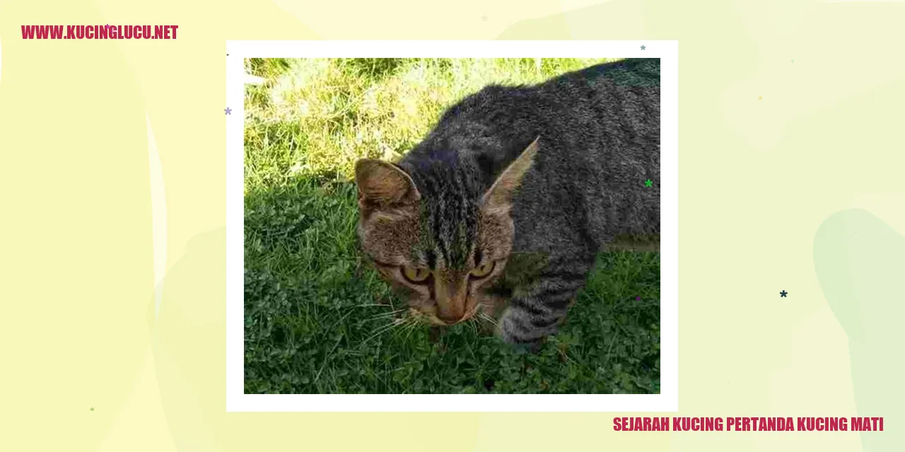 Gambar Kucing