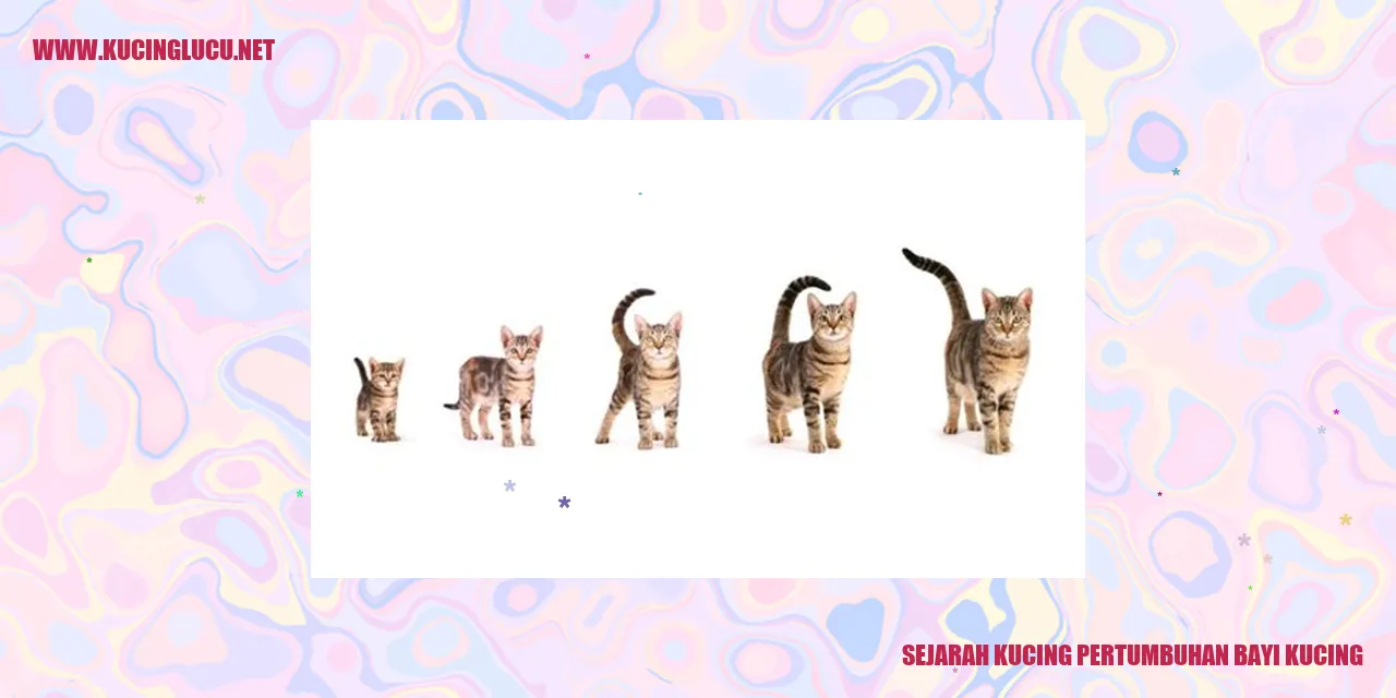 Kucing pertumbuhan bayi kucing