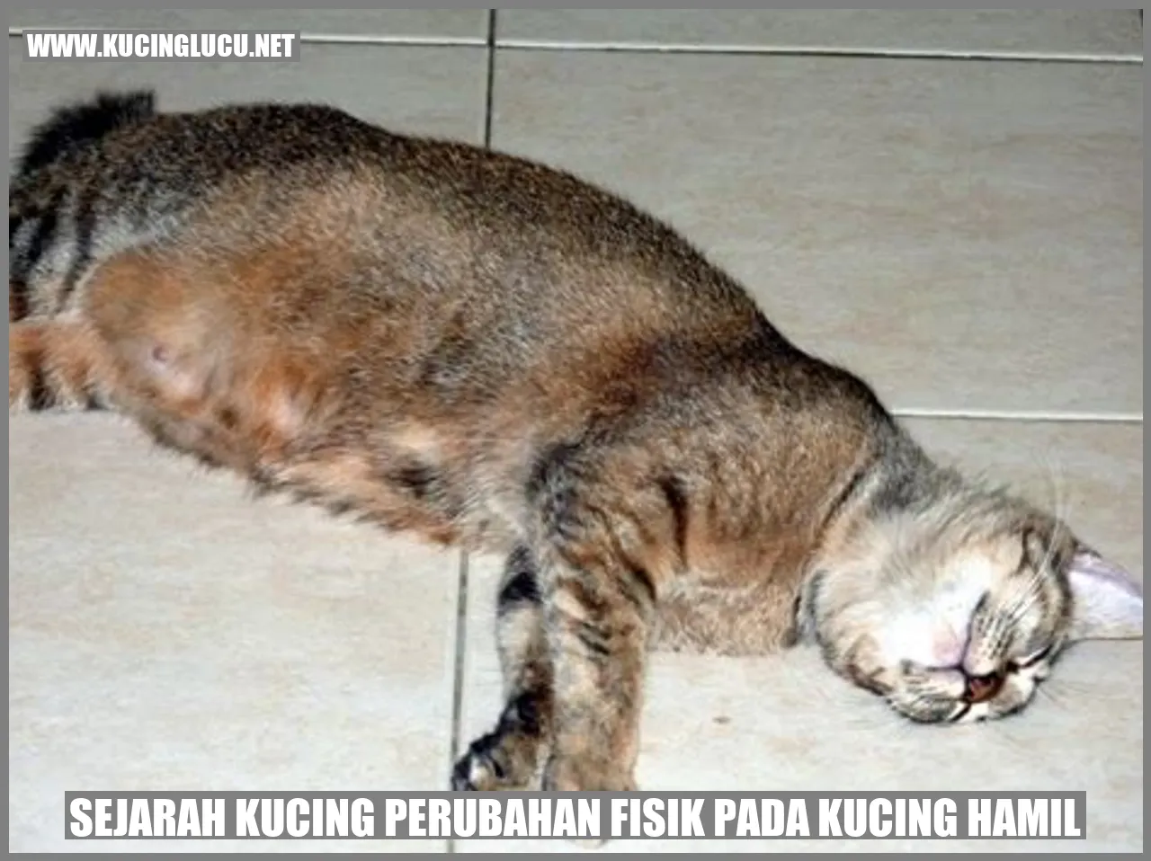 Gambar Kucing Hamil