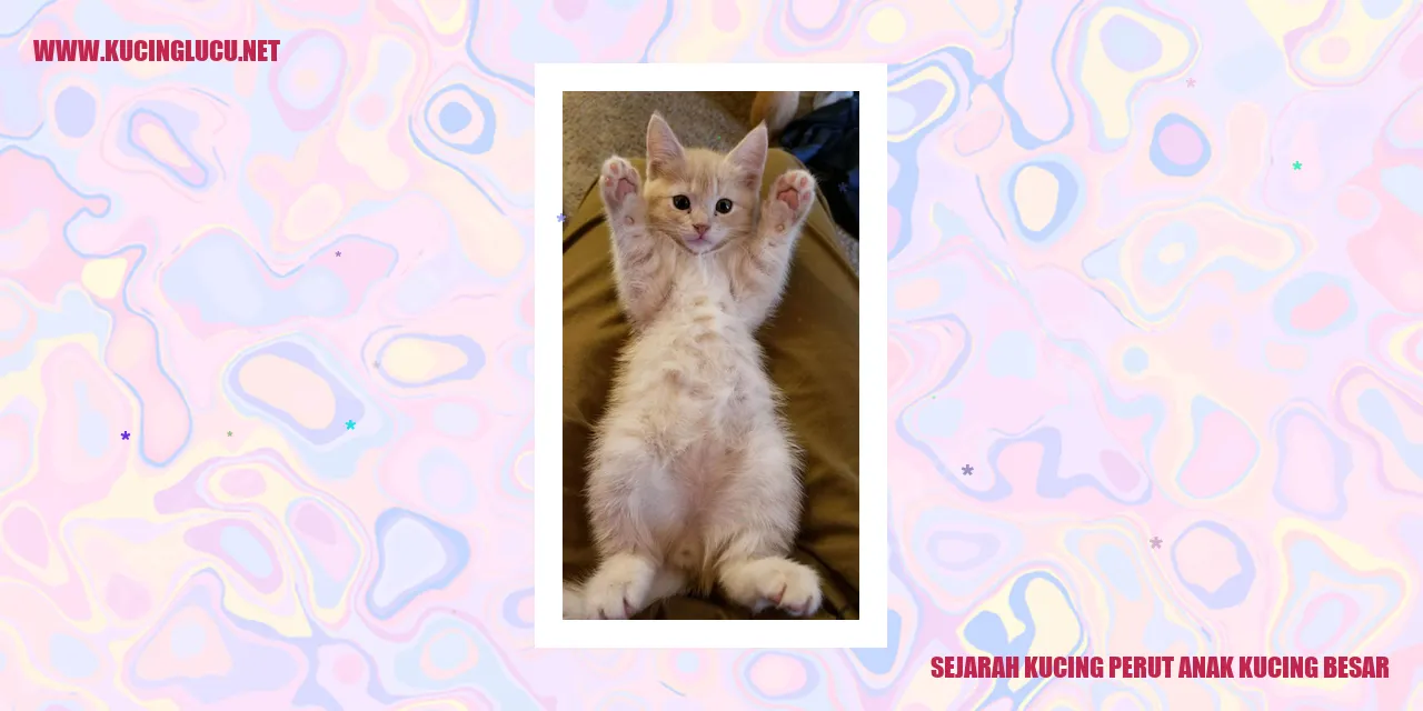 Sejarah Kucing perut anak kucing besar