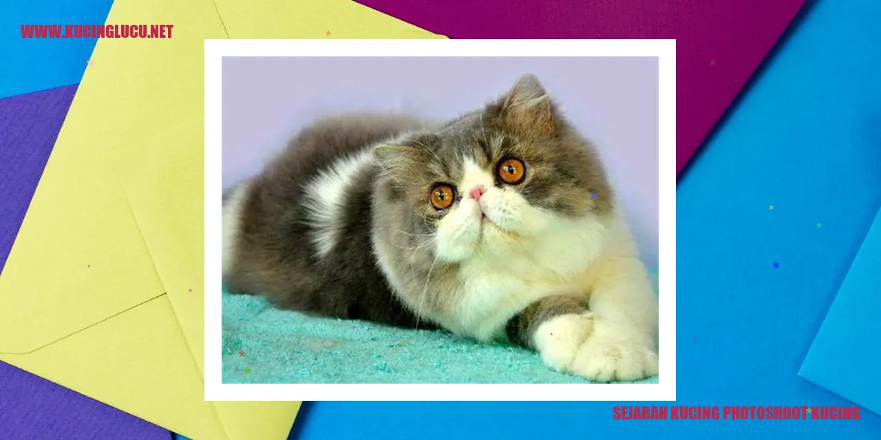 Potret kucing dalam sesi fotografi
