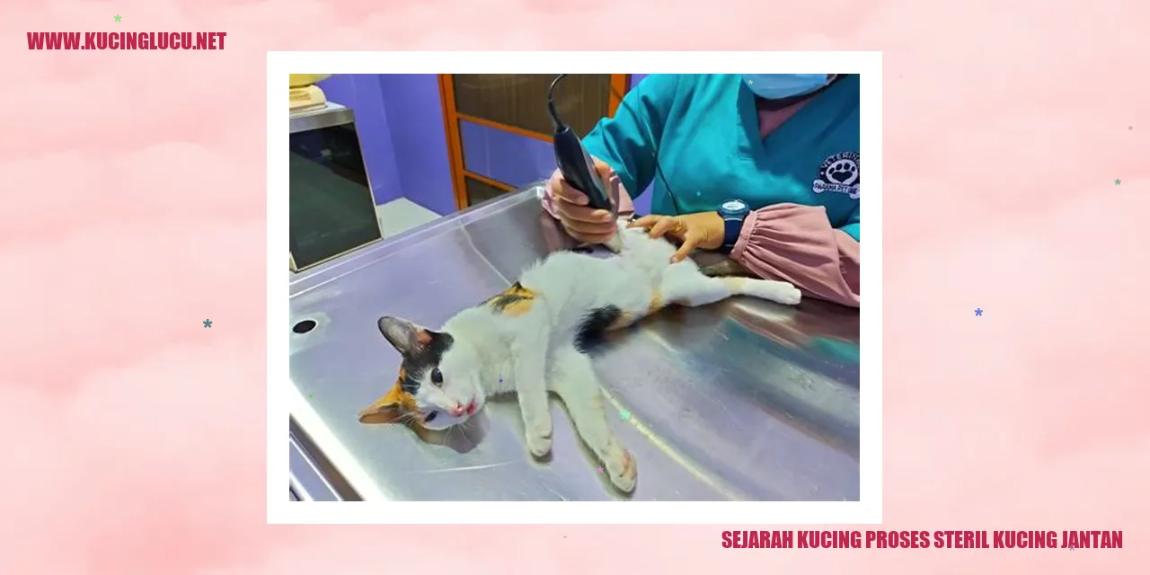 Sejarah Kucing dan Proses Sterilisasi Kucing Jantan