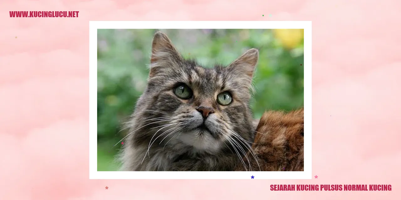 Kucing Pulsus Normal Kucing