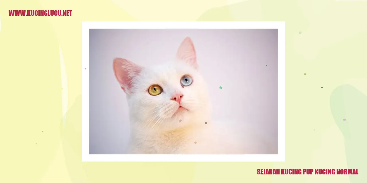 gambar kucing
