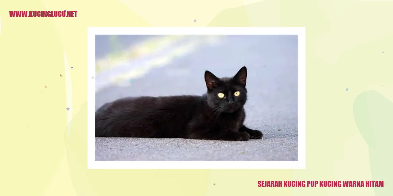 Kucing warna hitam