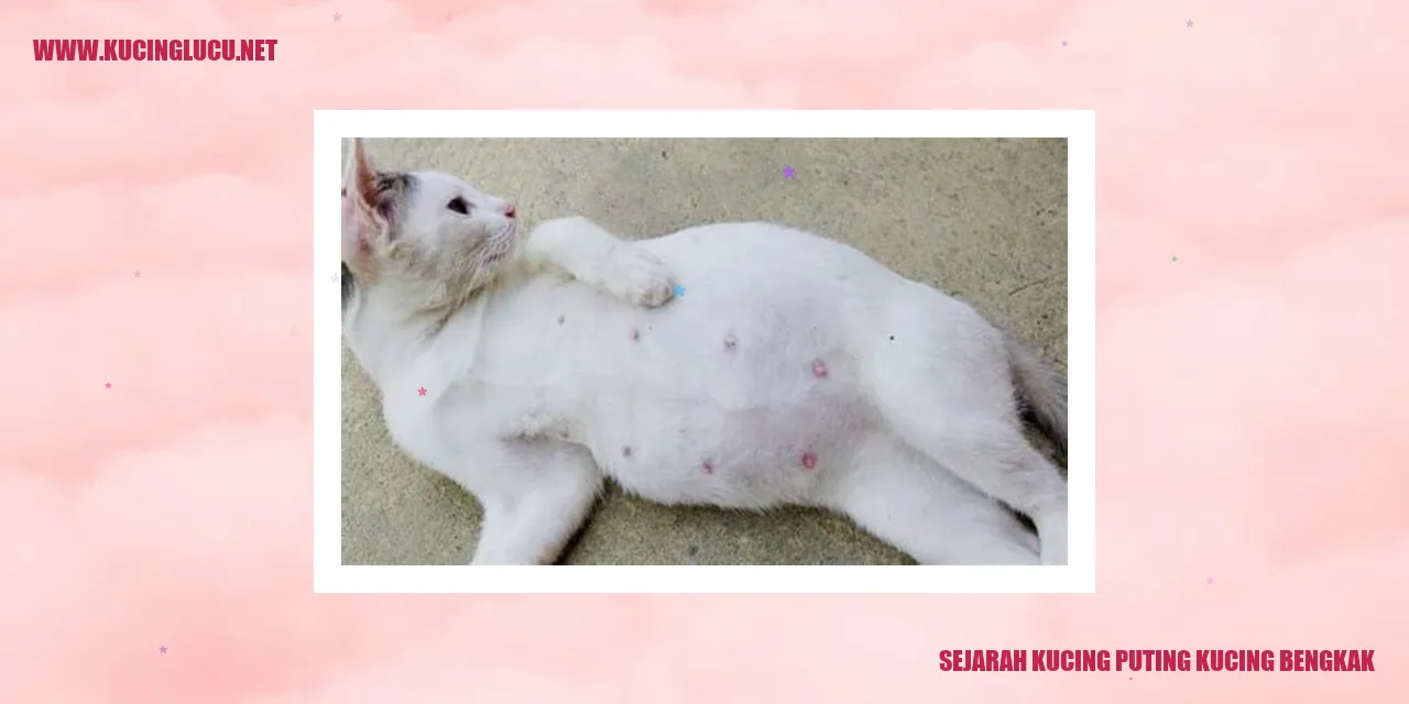 Gambar kucing puting kucing bengkak