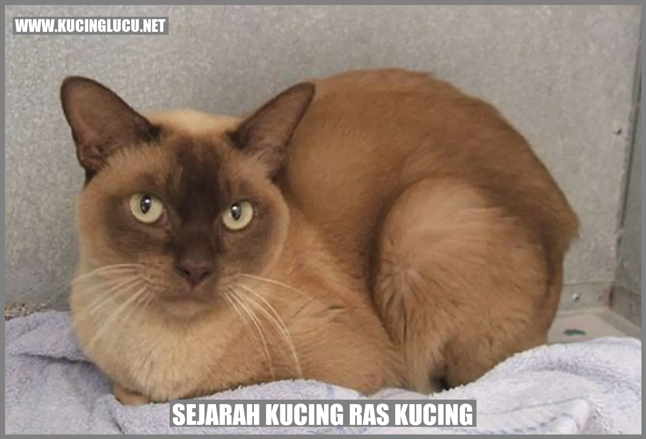 Gambar Sejarah Kucing Ras Kucing