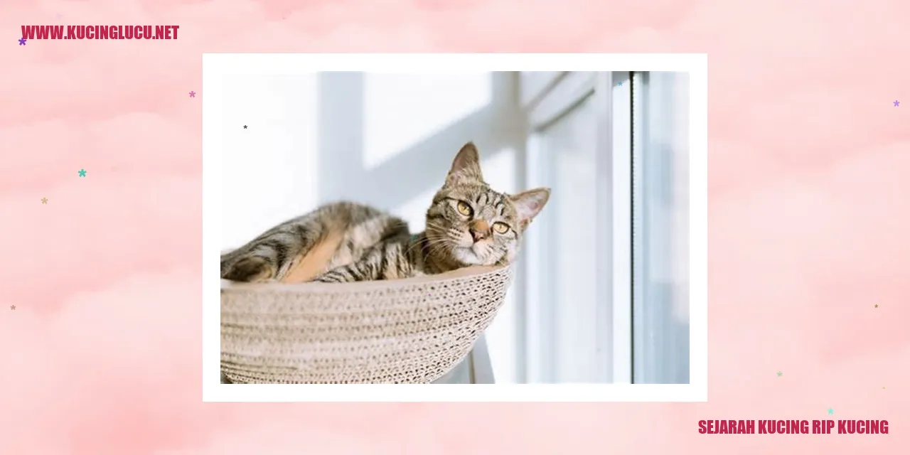 Gambar Kucing Rip Kucing