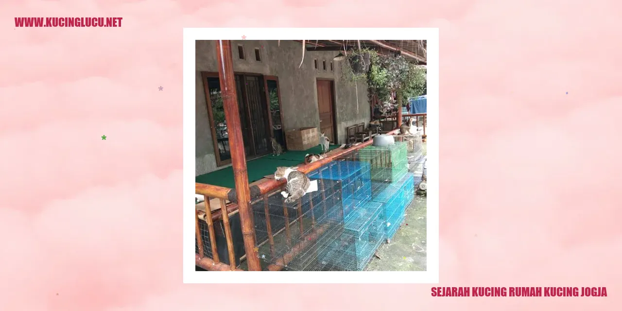 Sejarah Kucing Rumah di Jogja