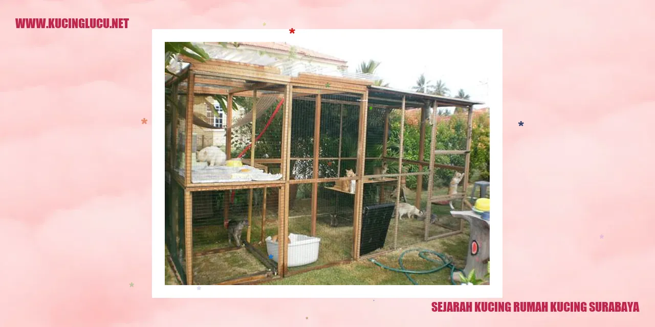 Kucing Rumah di Surabaya