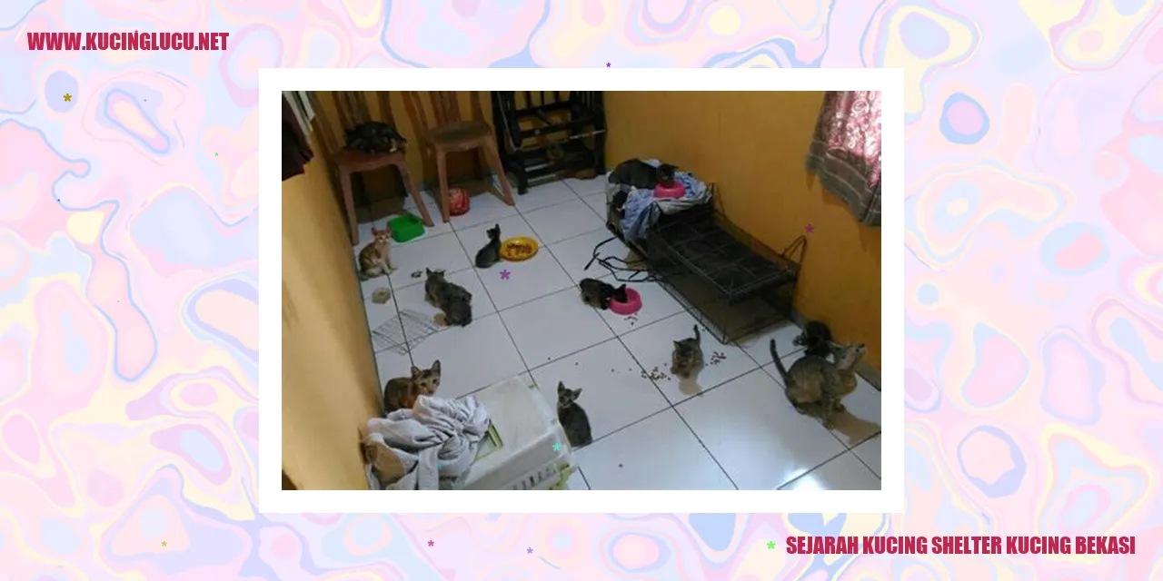Gambar Kucing Shelter Kucing Bekasi