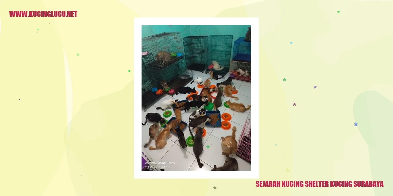 Kucing di Shelter Surabaya