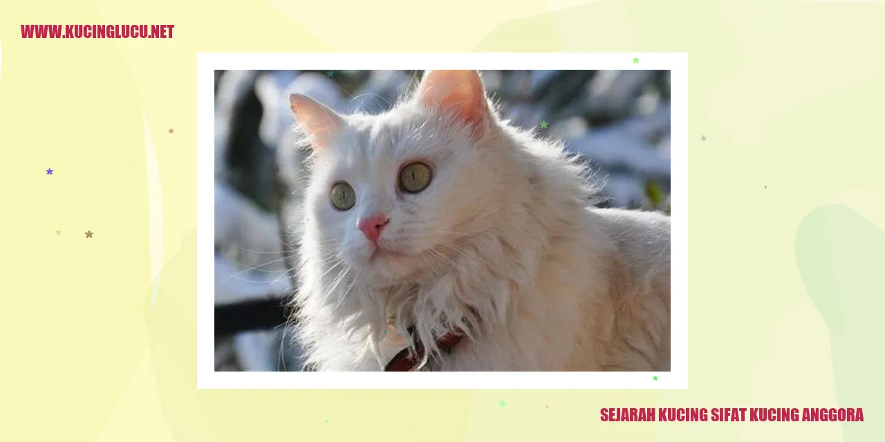 Kucing Anggora