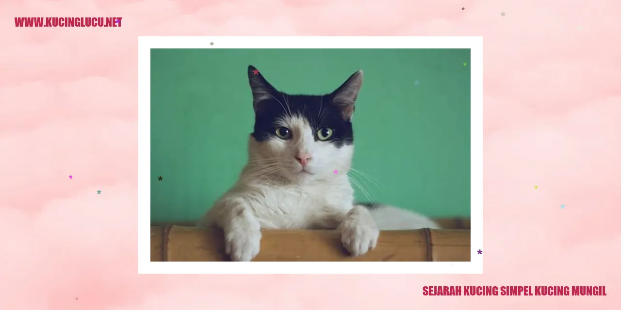 Gambar Kucing