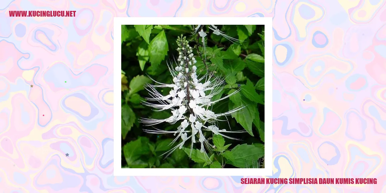 Gambar Kucing Simplisia Daun Kumis Kucing