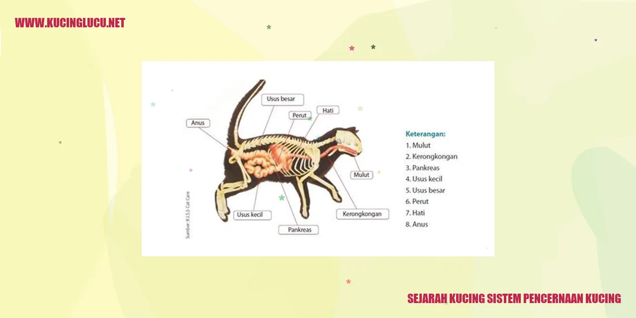 Sejarah Kucing sistem pencernaan kucing