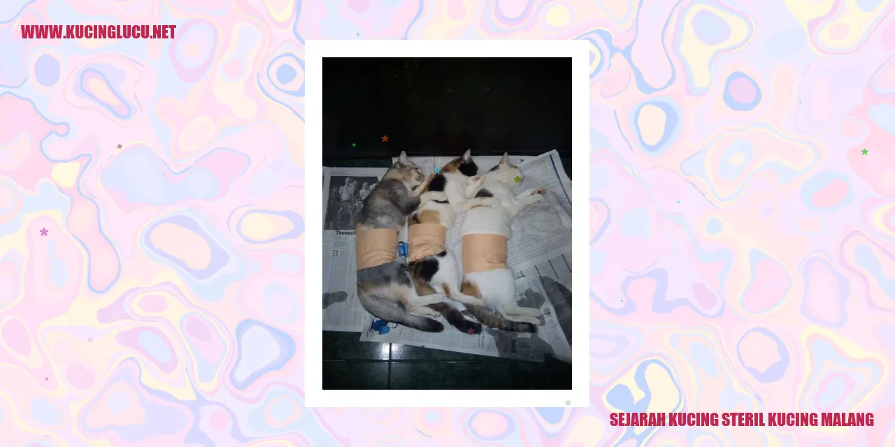 Kucing Steril Kucing Malang