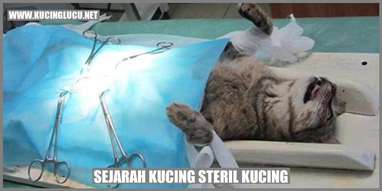 Sejarah Kucing Dikendalikan Melalui Sterilisasi