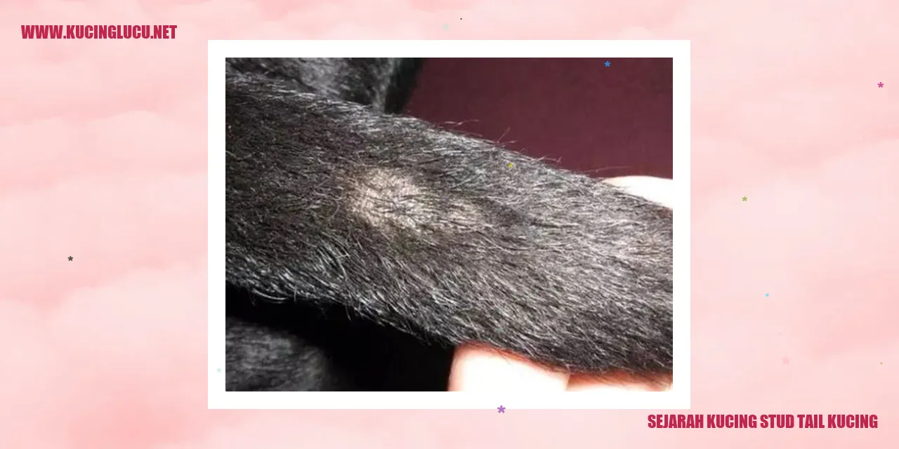 Gambar Kucing Ekor Lele Stud