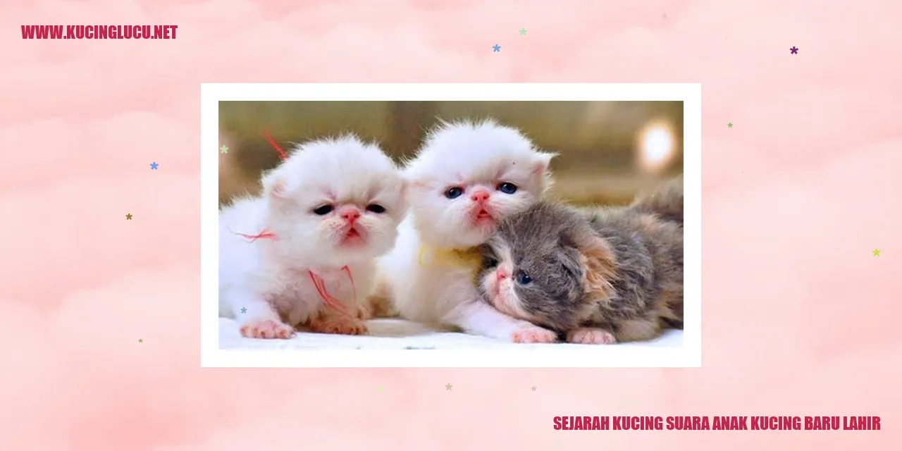 Anak kucing yang baru lahir