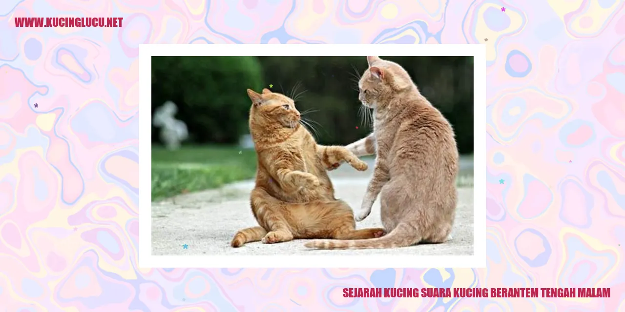 Kucing Suara Kucing Berantem Tengah Malam