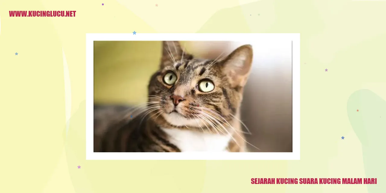 Kucing suara kucing malam hari