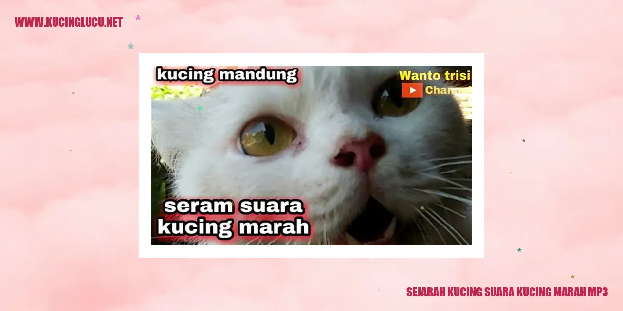 suara kucing marah