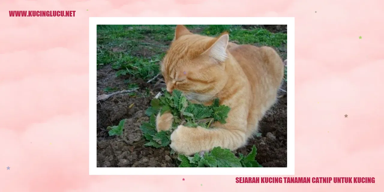 Tanaman Catnip untuk Kucing