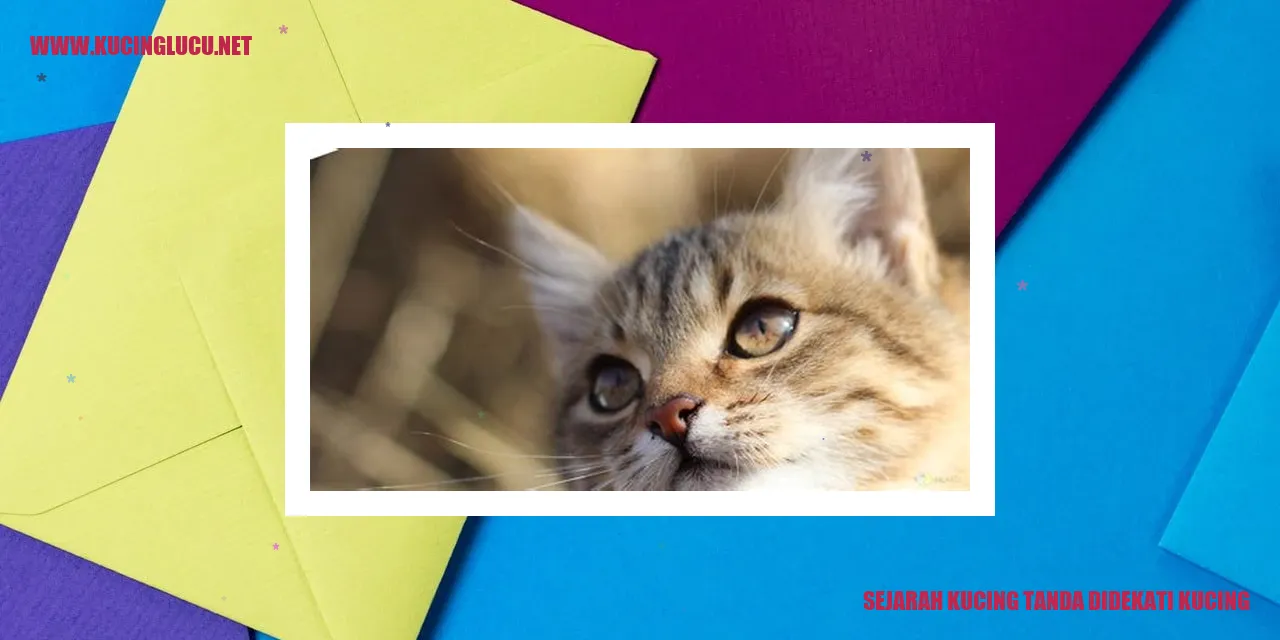 Sejarah Kucing Tanda Didekati Kucing