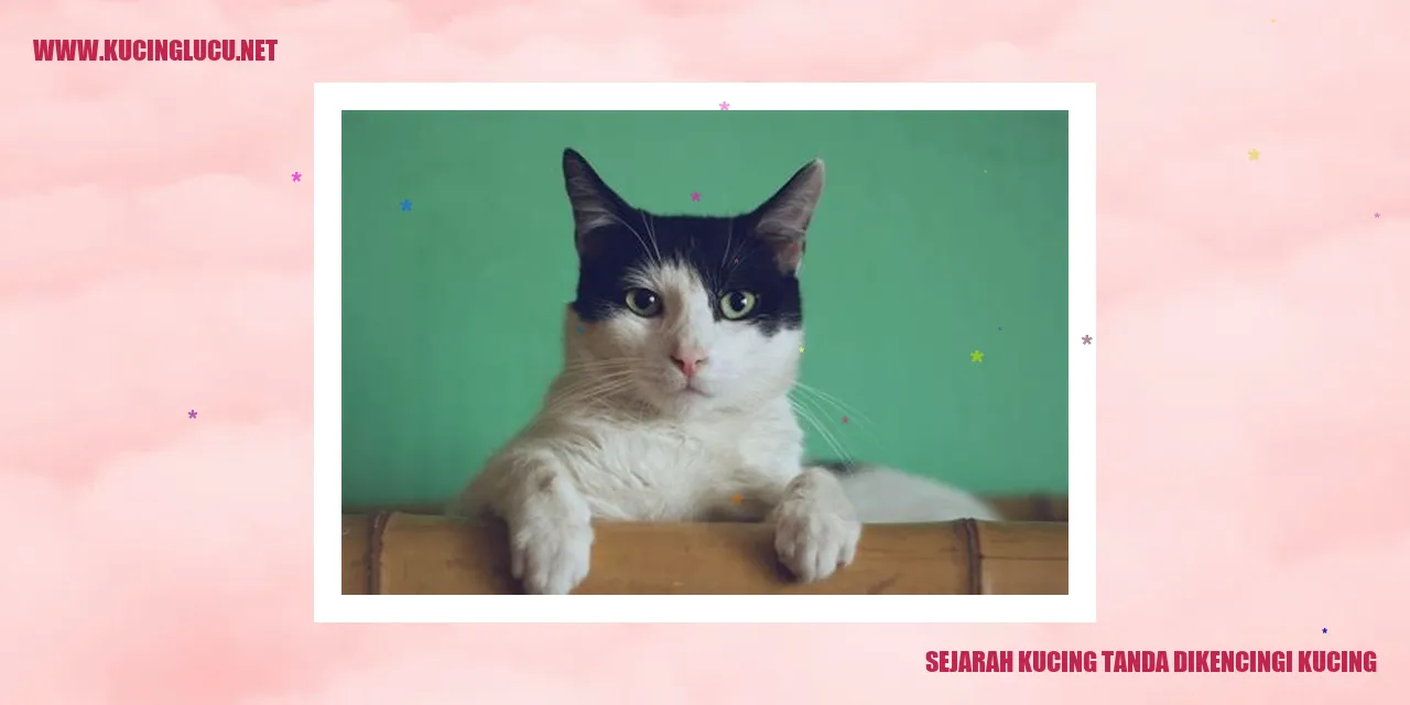 Ilustrasi Kucing