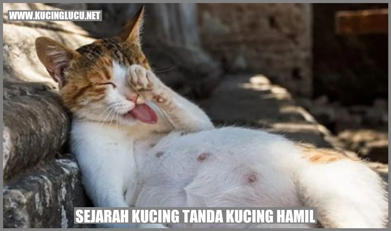 Tanda-tanda kucing hamil