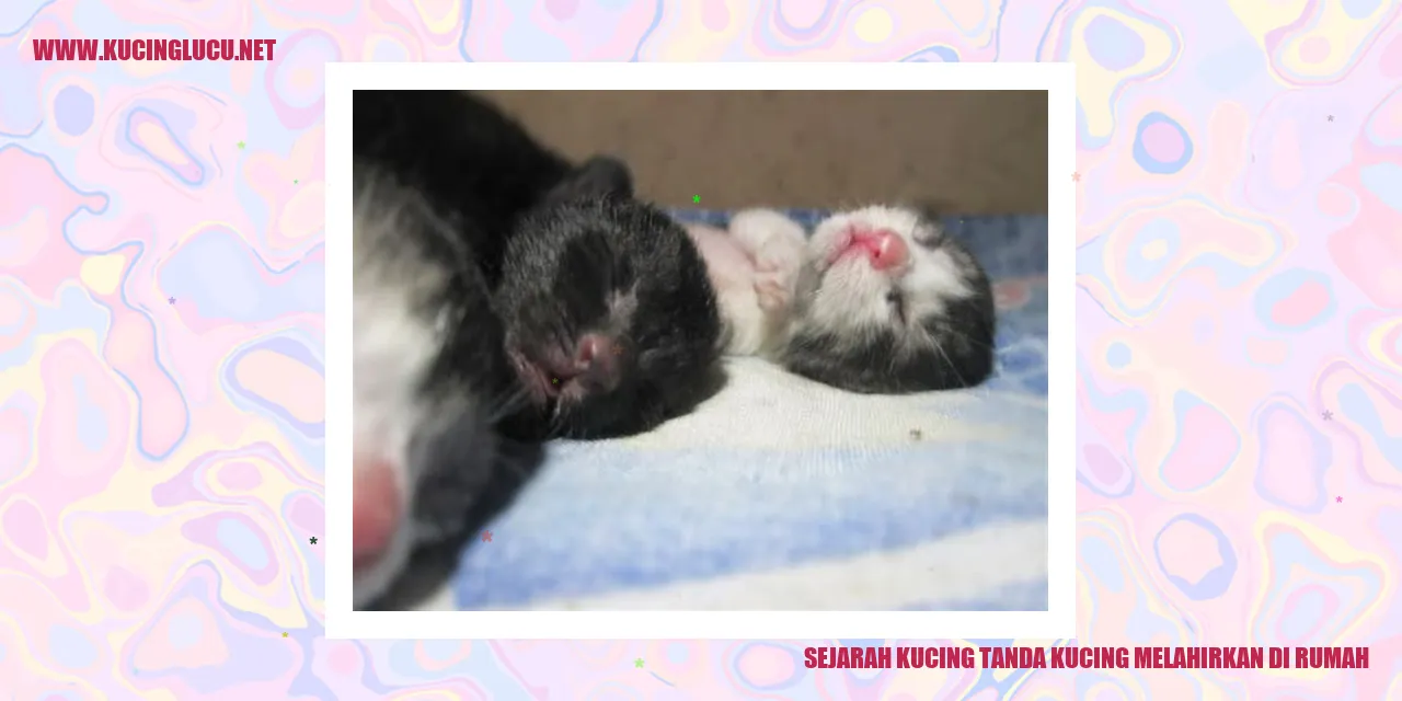 Sejarah Kucing dan Proses Melahirkan di Rumah