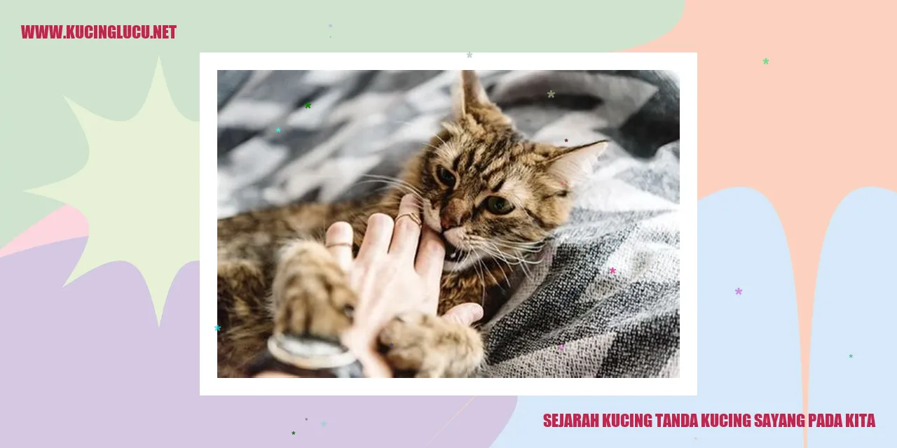 gambar kucing sayang
